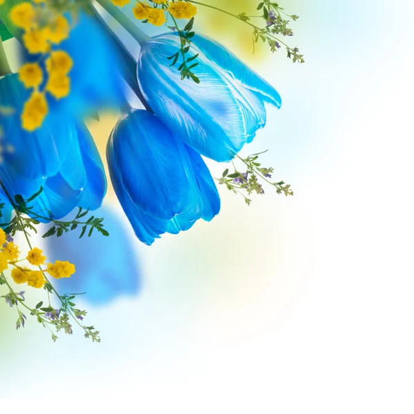 Blauwe tulpen met mimosa — Stockfoto