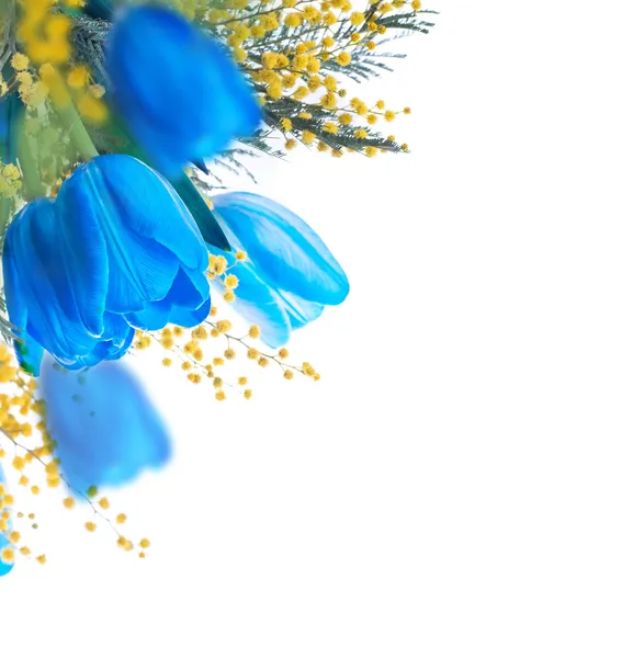 Blauwe tulpen met mimosa — Stockfoto