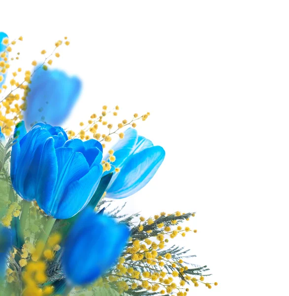 Tulipes bleues avec mimosa — Photo