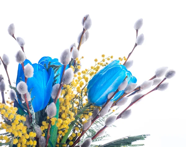 Blue tulips with mimosa — Stock Photo, Image