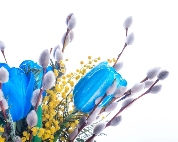 Tulipes bleues avec mimosa — Photo