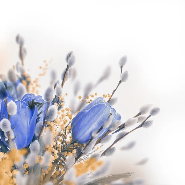 Blaue Tulpen mit Mimosen — Stockfoto