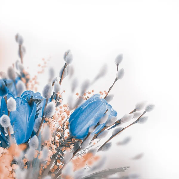 Blue tulips with mimosa — Stock Photo, Image