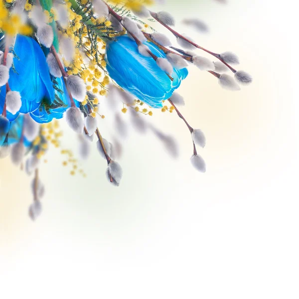 Tulipanes azules con mimosa — Foto de Stock