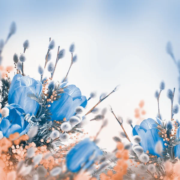 Tulipani blu con mimosa — Foto Stock