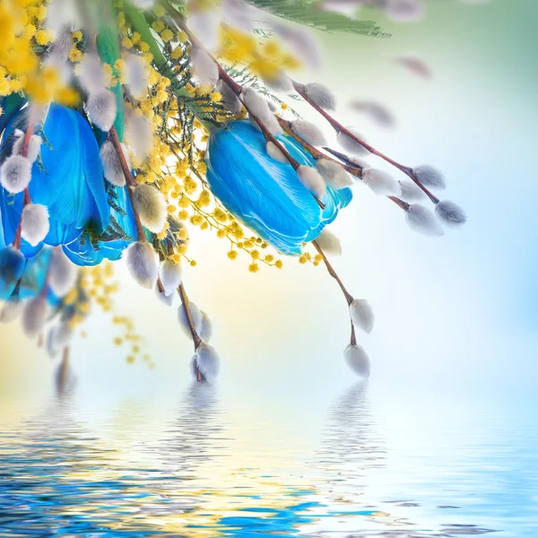 MIMÓZA kék tulipán — Stock Fotó