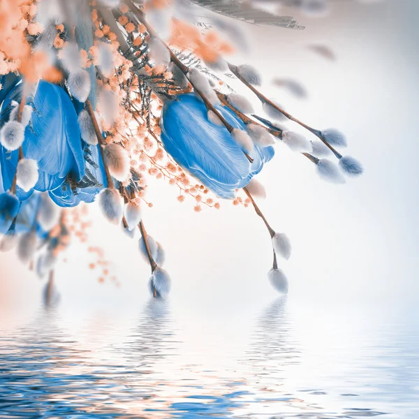 Tulipanes azules con mimosa — Foto de Stock