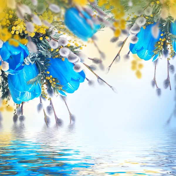 Tulipanes azules con mimosa — Foto de Stock