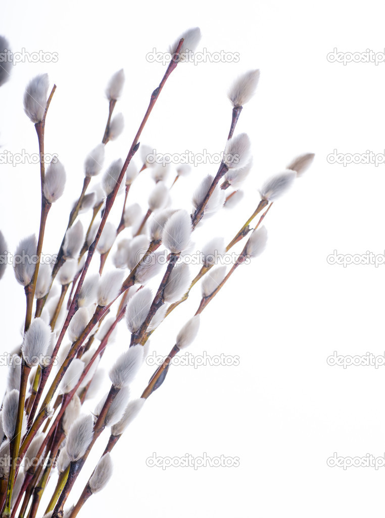 Spring willow tree in spring bloom