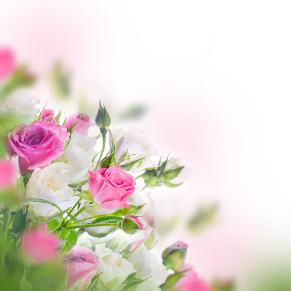 Witte en roze rozen — Stockfoto