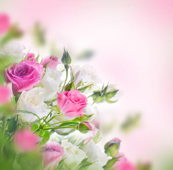 Bílé a růžové růže — Stock fotografie