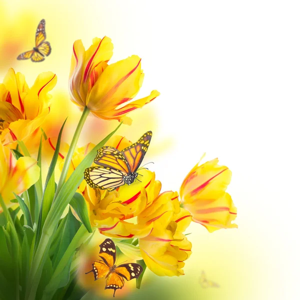 Tulipas amarelas e borboleta — Fotografia de Stock