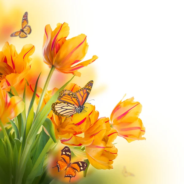 Желтые тюльпаны и бабочка — стоковое фото