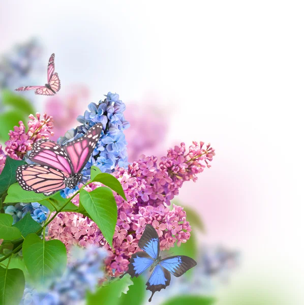 Fliederzweig mit Schmetterlingen — Stockfoto