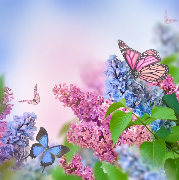 Lilac with butterflies — Stock Photo, Image