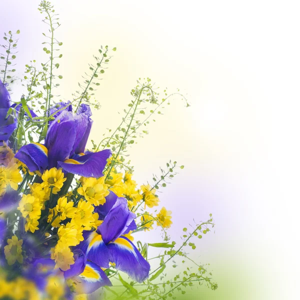 Íris azuis com margaridas amarelas — Fotografia de Stock