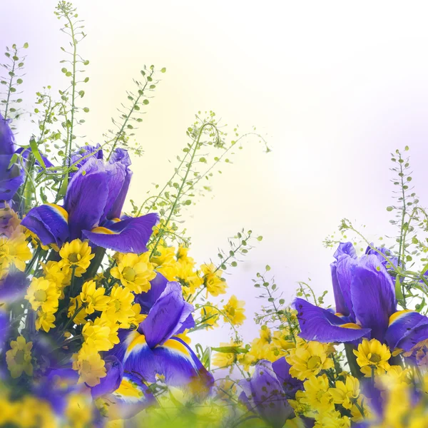 Blauwe irissen met gele madeliefjes — Stockfoto