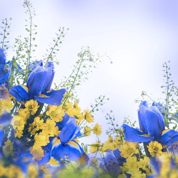 Blaue Schwertlilien mit gelben Gänseblümchen — Stockfoto