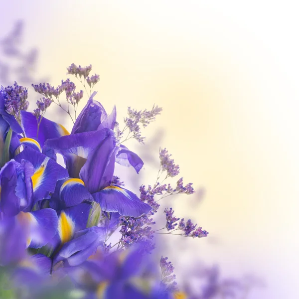 Blauwe irissen met gele madeliefjes — Stockfoto