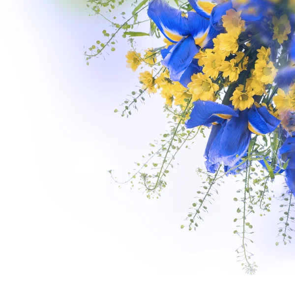 Niebieskie irysy z żółte stokrotki — Zdjęcie stockowe