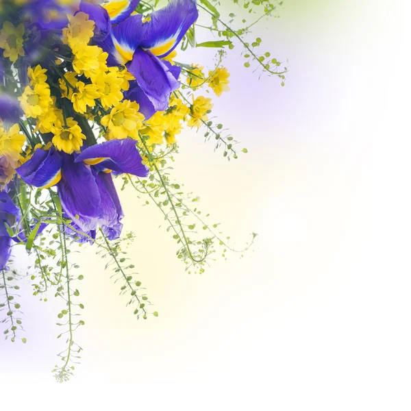 Iris bleus aux marguerites jaunes — Photo