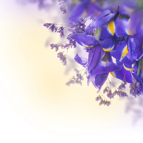 Blue irises with yellow daisies — Stock Photo, Image