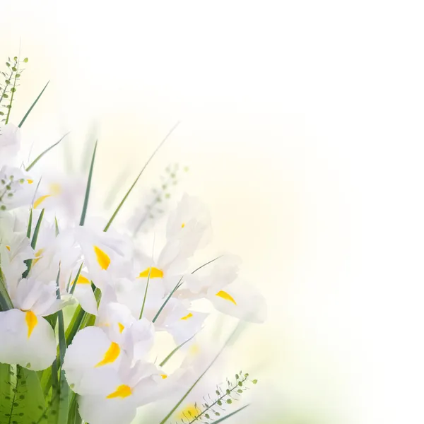 Iris jaunes aux marguerites jaunes — Photo