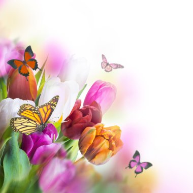 butterflys ile hassas laleler