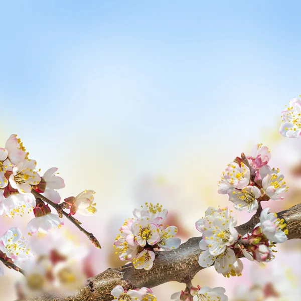 Sárgabarack virágok tavasszal — Stock Fotó