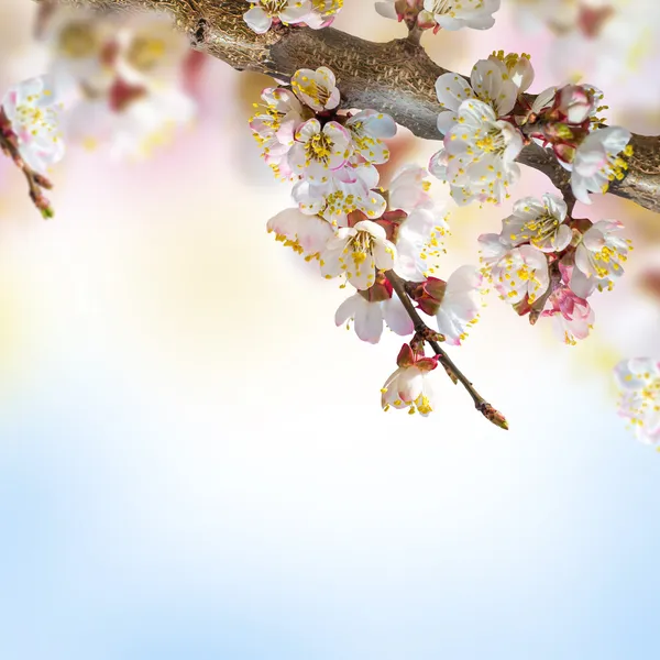 Apricot flowers in spring — Stock Photo, Image