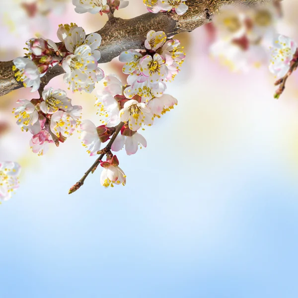 Aprikos blommor under våren — Stockfoto