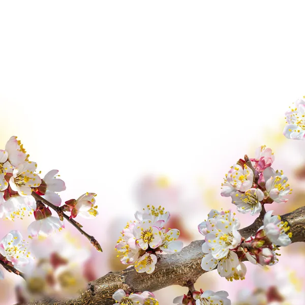 Apricot flowers in spring — Stock Photo, Image