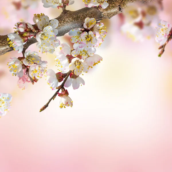 Meruňkové květy na jaře — Stock fotografie