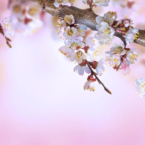 Fiori di albicocca in primavera — Foto Stock