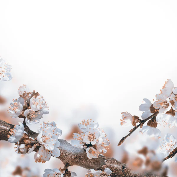 Fiori di albicocca in primavera — Foto Stock