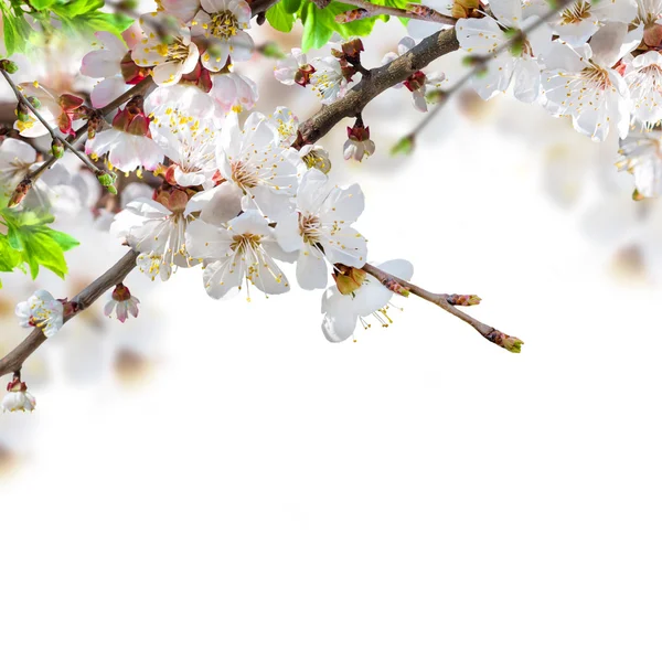 Fiori di albicocca — Foto Stock