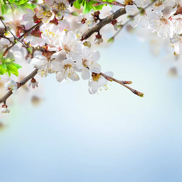 Fiori di albicocca in primavera — Foto Stock