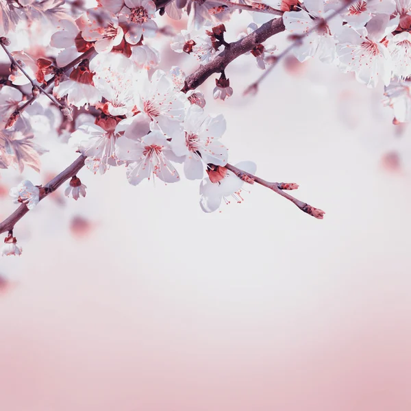 Apricot flowers in spring — Stock Photo, Image