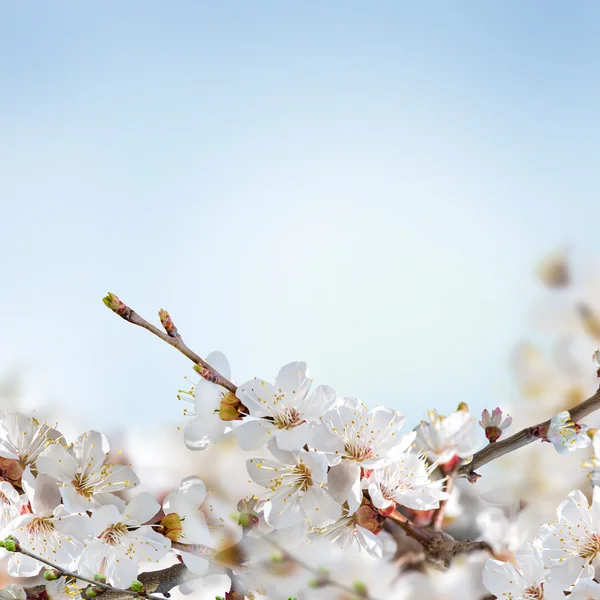 Aprikos blommor under våren — Stockfoto