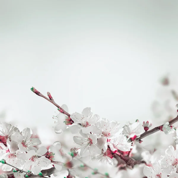 Apricot flowers in spring — Stock Photo, Image