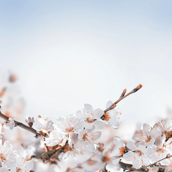 Apricot flowers in spring — Stock Photo, Image