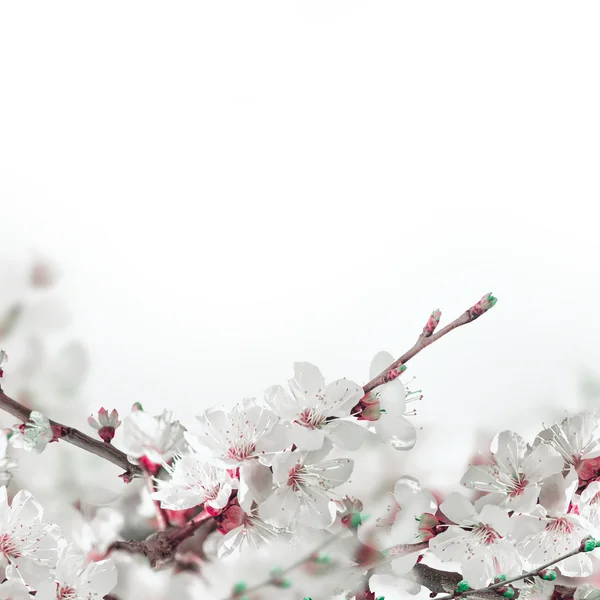 Apricot flowers — Stock Photo, Image