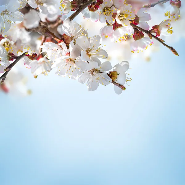 Apricot flowers in spring — Stock Photo, Image