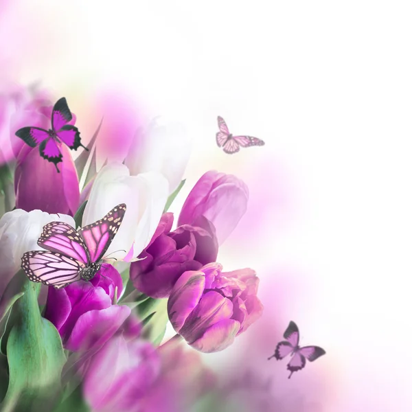 Křehké tulipány s butterflys — Stock fotografie