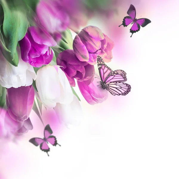 Křehké tulipány s butterflys — Stock fotografie