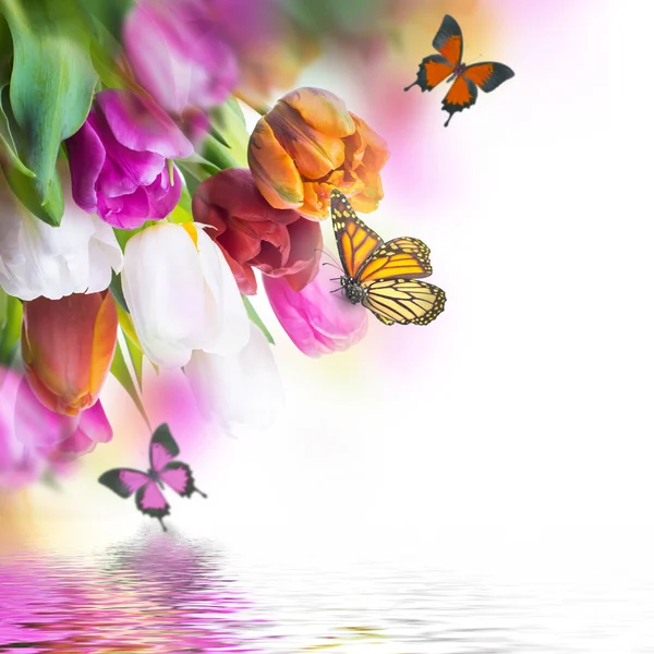Delicate tulips with butterflys — Stock Photo, Image