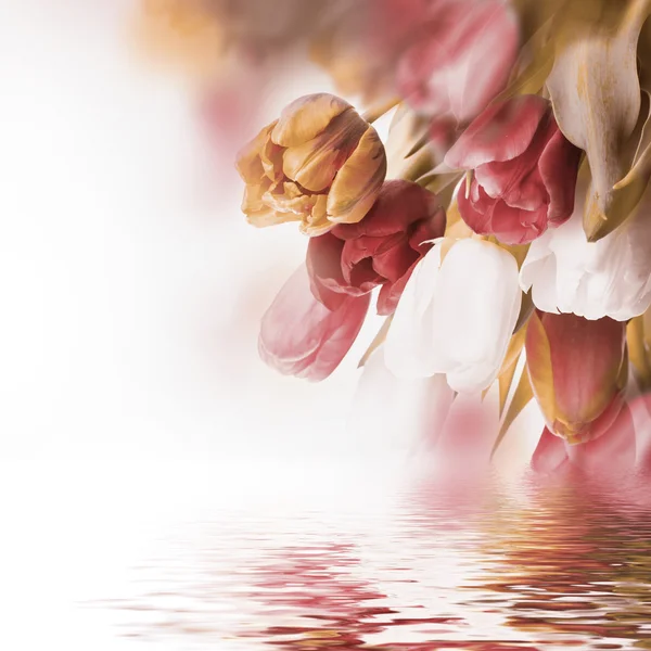 Delicate tulips — Stock Photo, Image