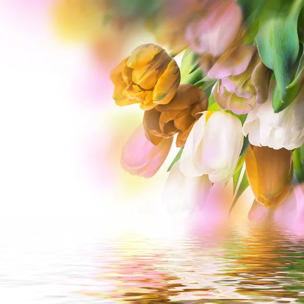 Delicate tulpen — Stockfoto