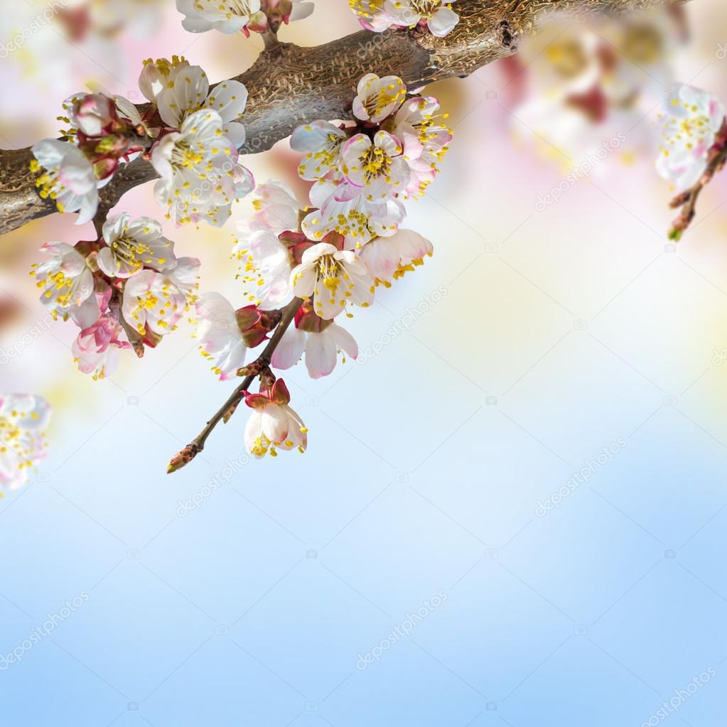 Apricot flowers in spring