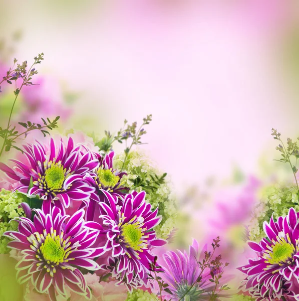 Lente chrysant — Stockfoto